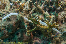 sea cucumber